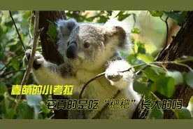 盘点几个冷知识，关于考拉，看看你是否也喜欢这蠢萌的小动物。视频封面