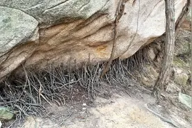 石头底下撑木棍你知道什么寓意吗视频封面