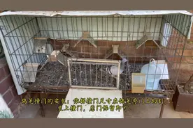 鸽笼如何安装撞门，信鸽放飞视频封面