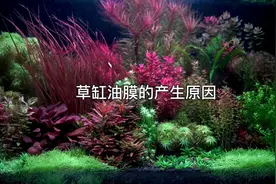 水草缸油膜产生的原因