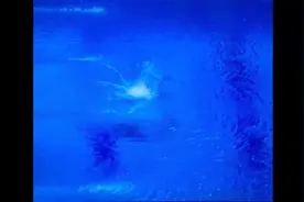 全运会第二枚金牌！广东选手全红婵跳水女子十米台决赛夺冠🏆视频封面