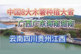 广西木薯能卖680元一吨，为何广西人不大规模种植！却种520的甘蔗视频封面