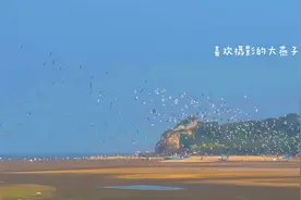 北戴河鸽子窝湿地，成千上万只海鸥群起群落场景壮观