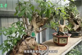 这些栽培成活的树桩非常适合初学者练手！关键是价格便宜！