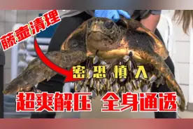 超爽解压的藤壶清理，简直爽到飞起的，全身通透，越看越上头！