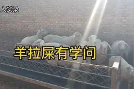 羊粪圆粒的好还是坨的好？放羊大爷倾心相告，颜色不同也有大学问视频封面