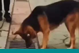 狗狗盯着下水道，肯定是下水道里面有东西的视频封面