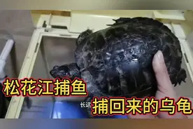 松花江捕鱼，捕到一只乌龟，拿回家养了四年变成这样了视频封面