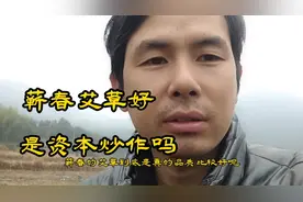 蕲春艾草好，是资本炒作，还是真的有独特的地方！