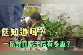 种大蒜的老乡！您知道一斤鲜蒜晾干后有多重？数据亲测拿走不谢！