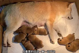柴犬一窝竟然生了7只，狗妈精心照顾累的不到5秒就睡着，母性十足