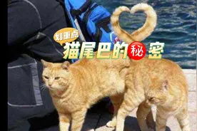 藏在猫咪尾巴里的秘密，看看你们家猫咪的尾巴有什么不一样视频封面