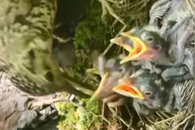 认为财死鸟为食亡，鸟妈妈为啥会吃小鸟的便便呢