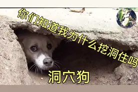 狗突然疯狂挖洞进去洞穴里面居住，主人深究发现后深感惭愧视频封面