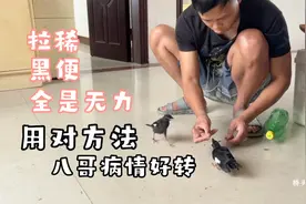 八哥常见疾病，用对了方法，见效真明显
