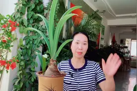 夏天朱顶红做好这些养护，叶片挺拔，生长旺盛！视频封面