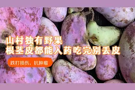 山村这野果到处都是 果皮吃完别丢，晒干泡茶泡酒喝 功效你了解嘛