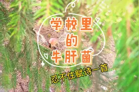 芬兰蘑菇多到哪哪都是！泛滥成灾的地步！上个学都能采蘑菇了！视频封面