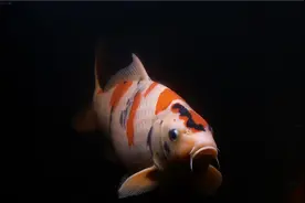 今天讲一下锦鲤的大概分类，御三家红白，大正，昭和的基本特点。