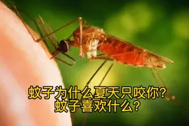 夏天到了蚊子为什么只咬你？因为你长的好看么？视频封面