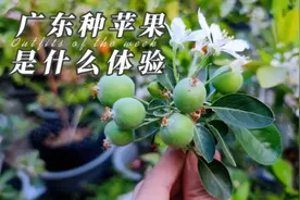 广东种苹果，一年后还开花结果了，你敢相信吗？分享10年趟坑经验