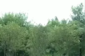 酒鬼想老婆视频封面