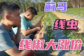 线椒涨价4块钱一斤，指天椒10块钱！30亩线椒一天摘2000斤！
