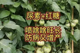尿素加红糖，喷啥啥旺长，防病又增产，关键还省钱。视频封面