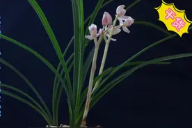 兰花小讲堂《兰花何时要剪掉花箭》兰花不易久开，适时剪掉更合理视频封面