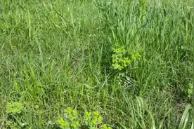 肺癌防治与治疗猫眼草的攻效视频封面