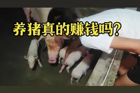 养猪真的赚钱吗？一只小猪140块钱，卖了9只才一千多，养猪没盼头视频封面