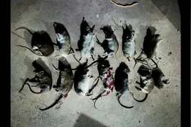 鼠害严重，教你如何正确#捕鼠 ，全民电老鼠。