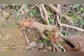 金樱子根部比果实作用，还要好，今天去挖了些回来。
