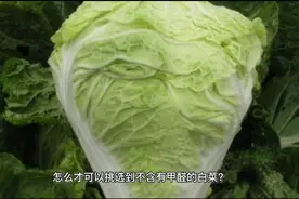 甲醛白菜怎么辨别视频封面