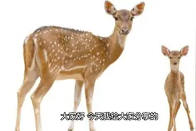 女性的关爱  鹿胎膏视频封面