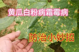 黄瓜霜霉病不用急，教你一个“土方法”轻松搞定，绿色又环保