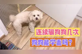 主人测试连续骗狗狗出门多少次，狗狗才能不上当？