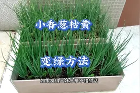 盆栽小香葱枯黄不长怎么办？用一个方法让香葱长壮绿，很实用