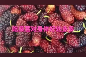 湖北乡村红妈今天摘桑葚泡酒，吃桑葚对身体好处多多视频封面