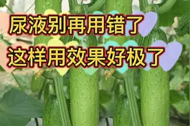 给蔬菜施肥尿液别再用错了，里面加点料，效果真的好极了