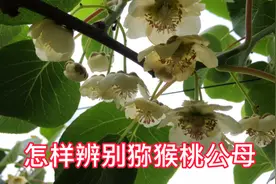 怎样辨别猕猴桃花的公母？小付教你一招，一看就会非常简单