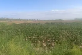 内蒙古河套小麦割完了 ，承包麦地的老板 ， 雇多台机械抓紧种草视频封面