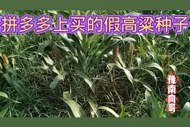 拼多多上买到假高粱种子，损失惨重，谁来赔视频封面
