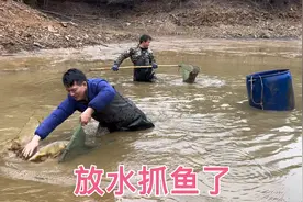 800条鱼养了3年，今天把水放干开始抓鱼，看看是挣了还是亏了