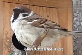 鸟屎掉头上是否是不祥之兆视频封面