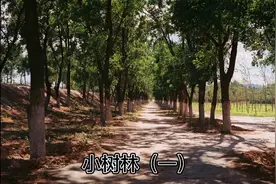 民间故事《小树林（一）》视频封面