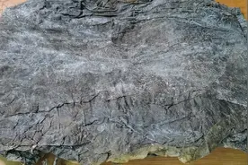 发霉的海带没想到作用这么大，我也是今天才知道，长见识了视频封面