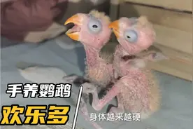 手养20天的牡丹鹦鹉，毛还没长出来，圆眼光身，像个灾星仔