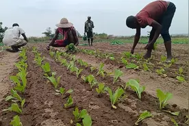 我们在非洲刚果金金沙萨种植蔬菜，中国带来的蔬菜种子也适合这里视频封面