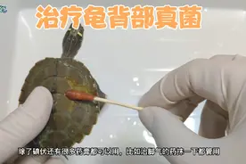 小地图龟背上出现了真菌，赶紧用碘伏加干养的方式给它治疗。